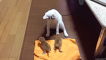 Funny cats - part 259, funny cats gifs, best cat gifs