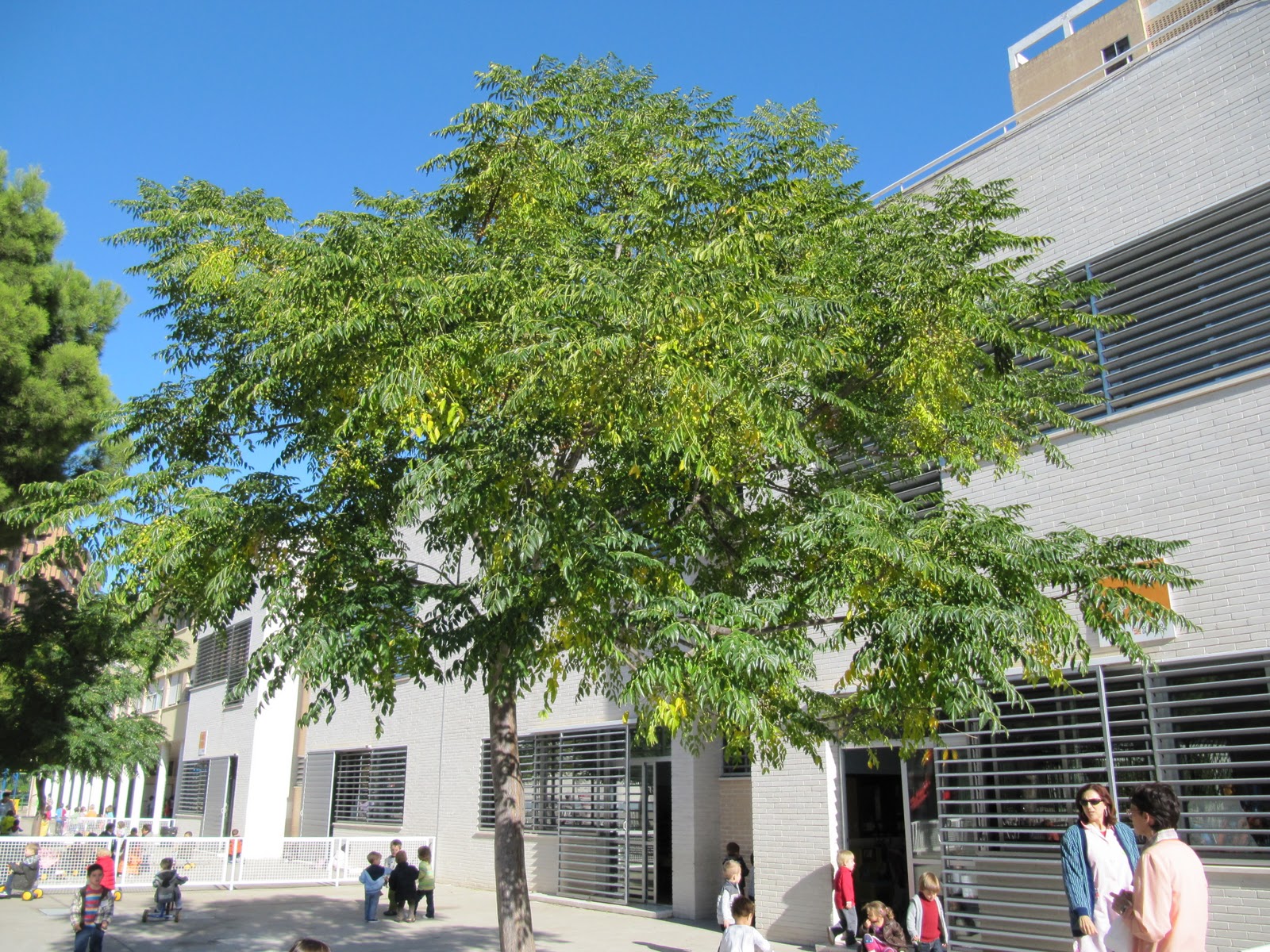 COSICAS Y MÁS: LOS ÁRBOLES DEL PATIO