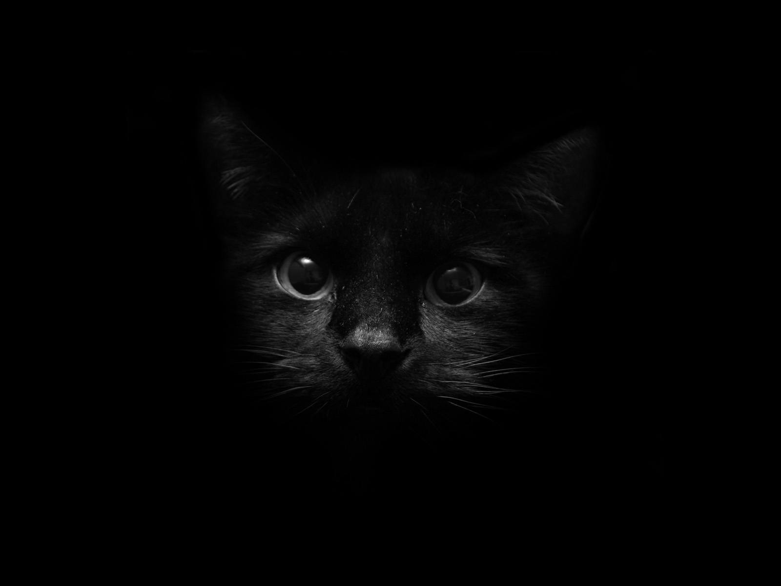 wallpaperew: Black Cat wallpaper
