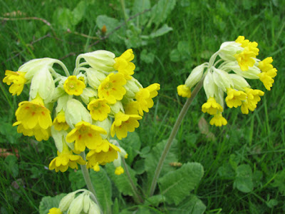 Yellow cowslip flowers