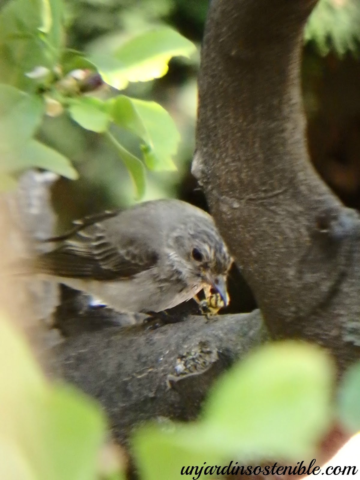 Muscicapa striata (Papamoscas gris)