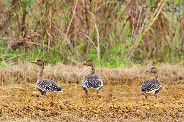 3 geese, birds