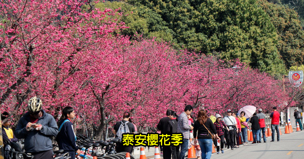 台中后里|2019后里泰安櫻花季|全台最美泰安派出所|免費賞櫻熱門景點 台中后里|2019后里泰安櫻花季|全台最美泰安派出所|免費賞櫻熱門景點