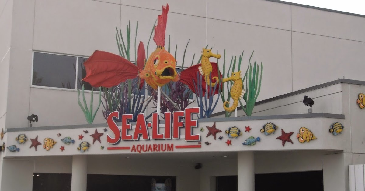 Miquelli's Amerikablog Activiteit Sealife Aquarium Carlsbad, Californië