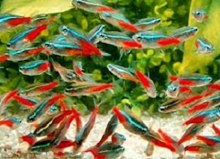 ternak ikan neon tetra,harga ikan neon tetra,bisnis ikan neon,budidaya ikan neon tetra masih menjanjikan,budidaya neon tetra pdf,cara memelihara ikan neon tetra,ukuran ikan neon tetra, ternak ikan neon tetra,harga ikan neon tetra,bisnis ikan neon,budidaya ikan neon tetra masih menjanjikan,budidaya neon tetra pdf,cara memelihara ikan neon tetra,ukuran ikan neon tetra,
