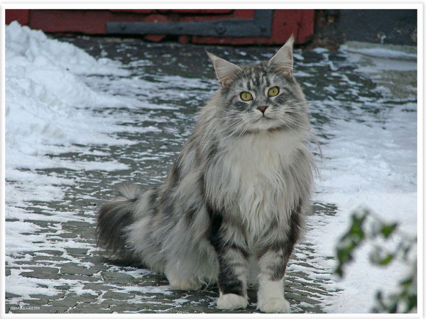 Maine Coon cat breed information