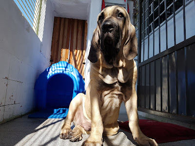 fila brasileiro em santa catarina filhote de fila brasileiro cão de guarda de alta linhagem