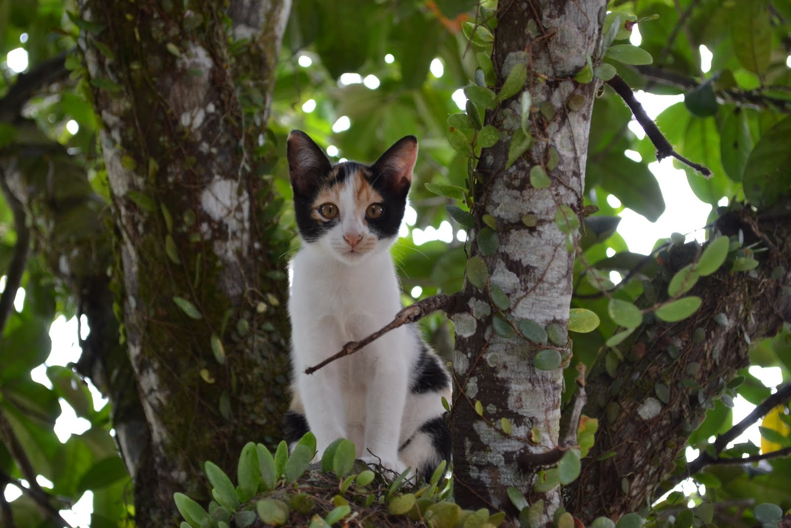 Kucing ku atas pokok!! siapa boleh tolong? | The Journal The Journey