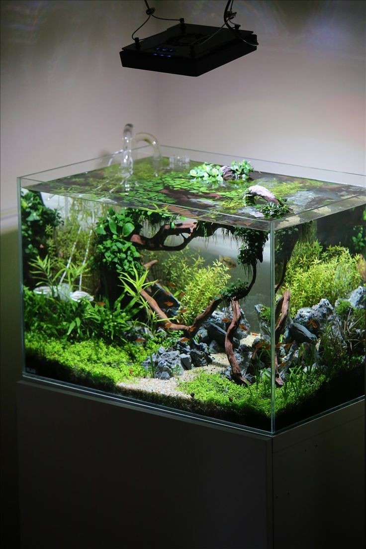aquascape kecil 60 model akuarium kecil cocok untuk hiasan kamar anda aquascape kecil 60 model akuarium kecil cocok untuk hiasan kamar anda