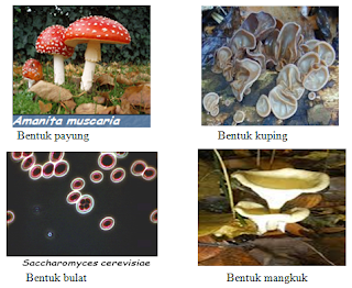 jamur ciri bentuk ukuran cara hidup habitat dan reproduksi biologi jamur ciri bentuk ukuran cara hidup habitat dan reproduksi biologi