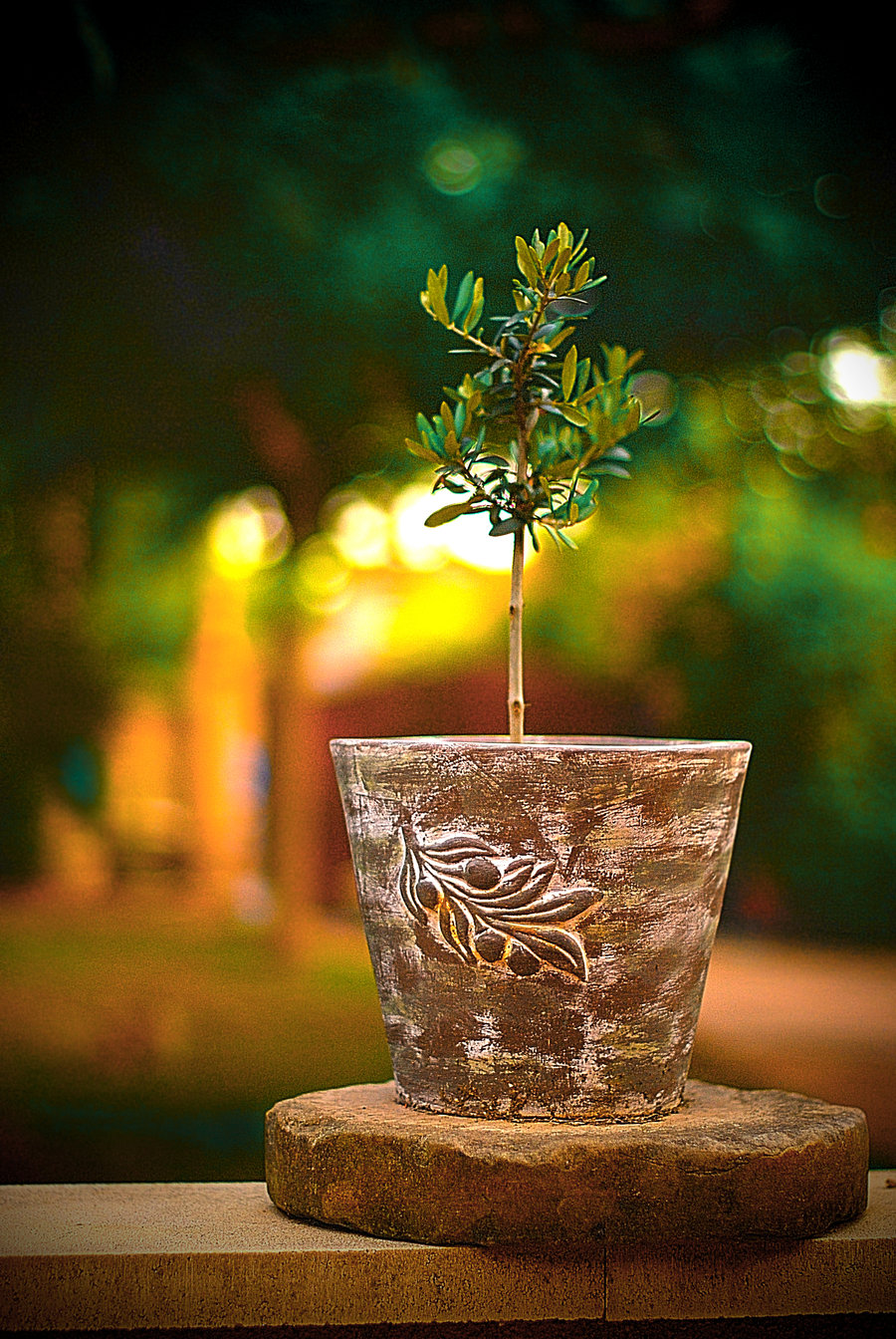 Zeytin Ağacı Duvar Kağıtları Olive Wallpapers Tam35