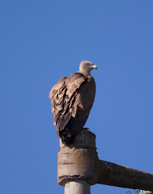 Griffon Vulture - Northern Spain