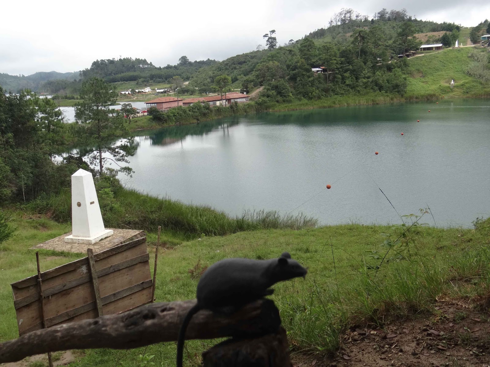 Travelling Rat Montebello