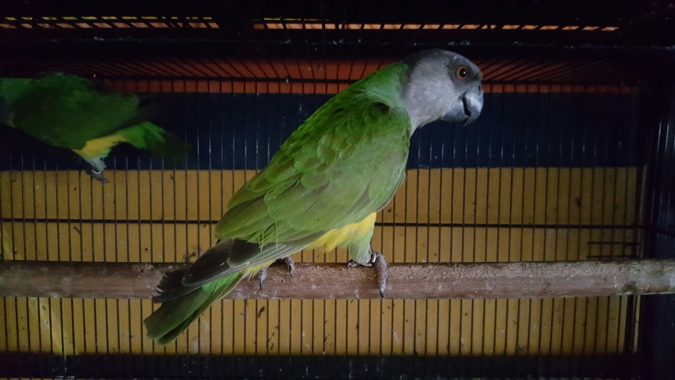 Unggas Eksotik Malaya U.E.M: Sepasang Senegal Parrot Import