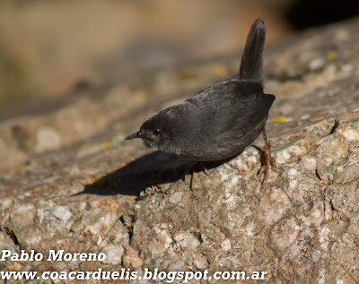 churrin andino(Scytalopus magellanicus) alt="churrin andino,tapaculo,aves de mendoza"