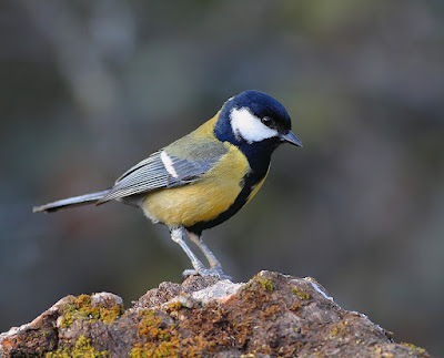 Carbonero común (Parus major)