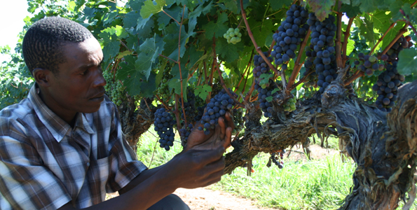 grapes farming in kenya