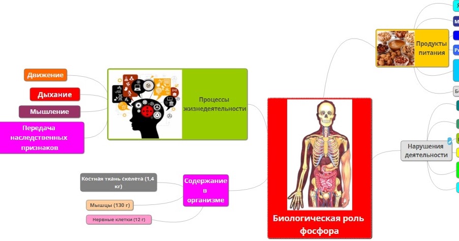 Какое значение имеет фосфор. Биологическая роль фосфора. Интересные факты о фосфоре. Фосфор значение для организма. Какое значение имеет фосфор.