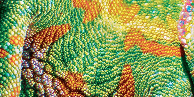 Cover for Ansia's Agapes kai Paralirimata of Chameleon, 2008, by Kostas Gogas showing the colorful green and orange skin of a chameleon.