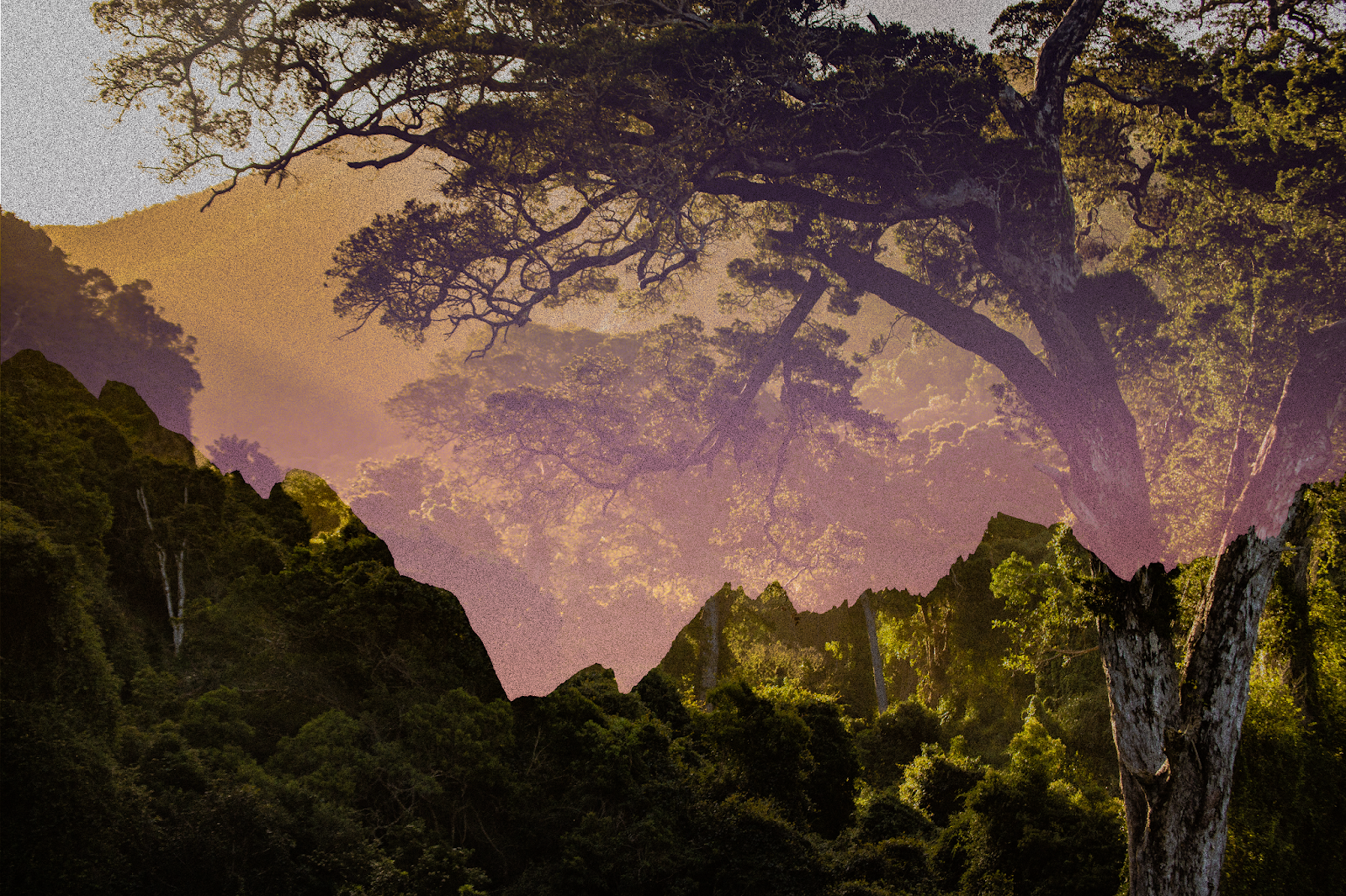 dissolve50.png (1600Ã1066)