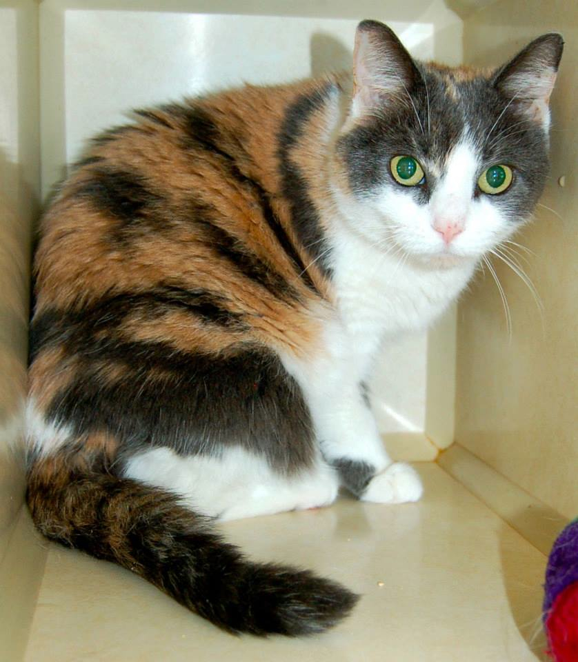 Animal Endocrine Clinic Diagnosing Naturally Occurring Hypothyroidism