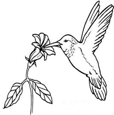 beija flores 25 desenhos para colorir imprimir 05 de outubro dia