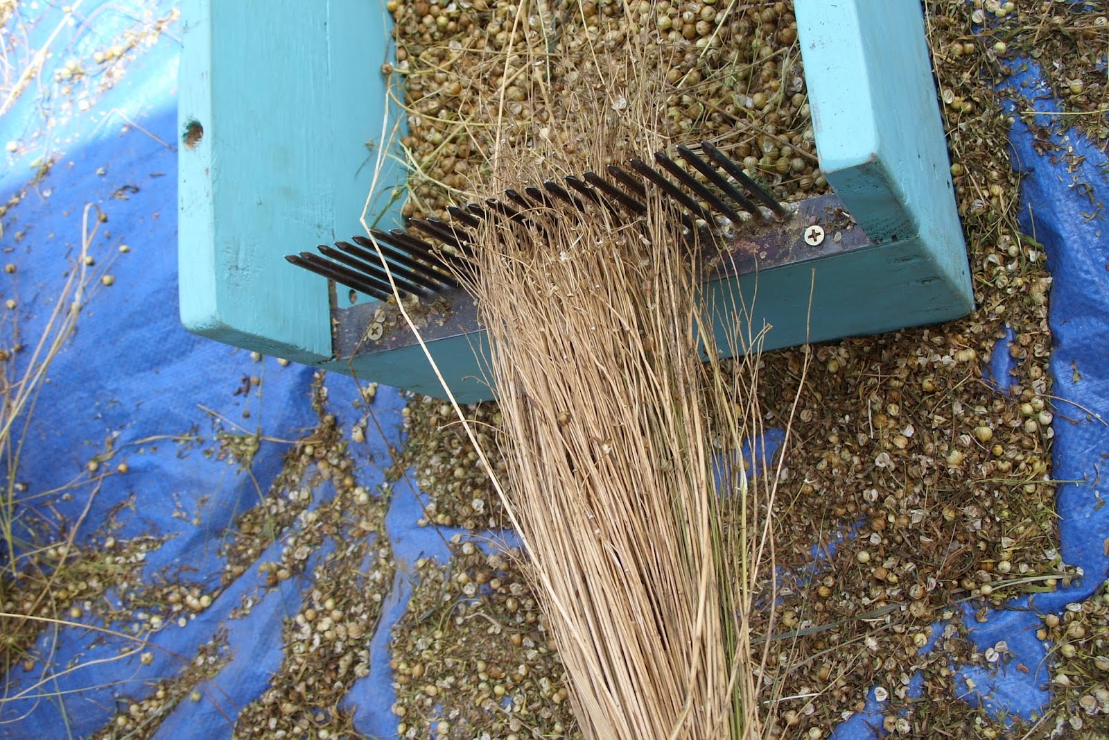Forest House Farm: Rippling Flax