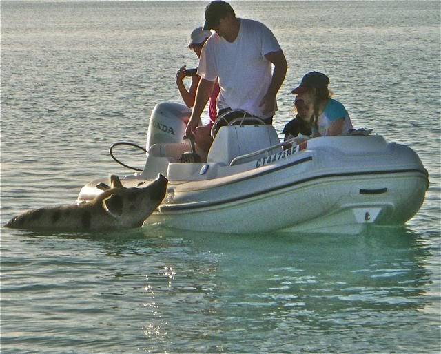 swimming pigs at great major cay exuma bahamas