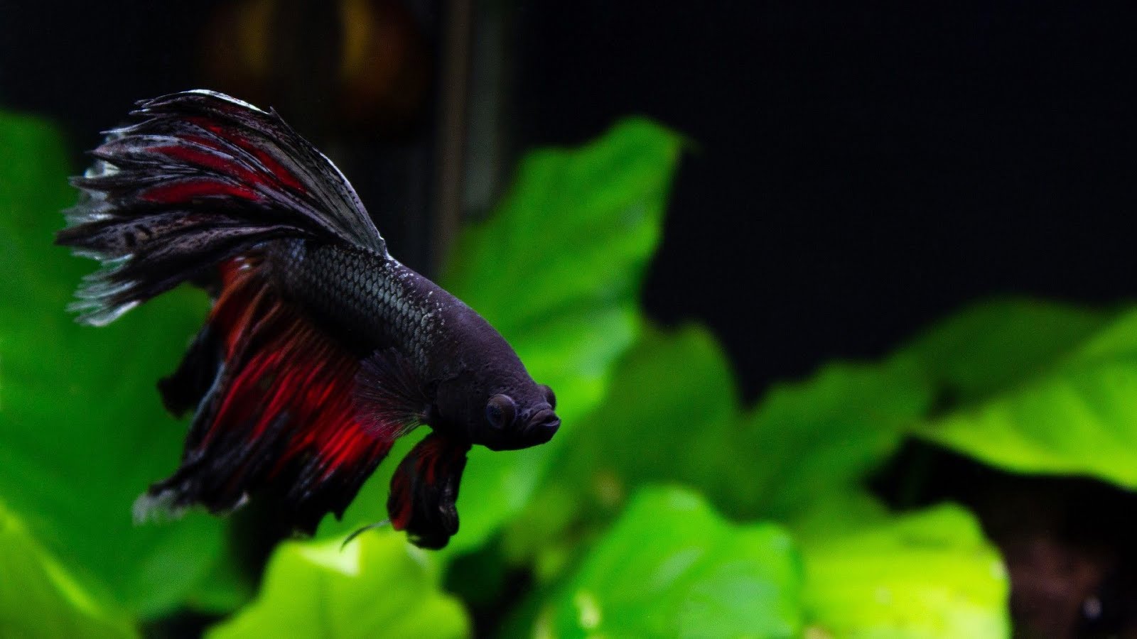 Betta Fish Live Wallpaper 37