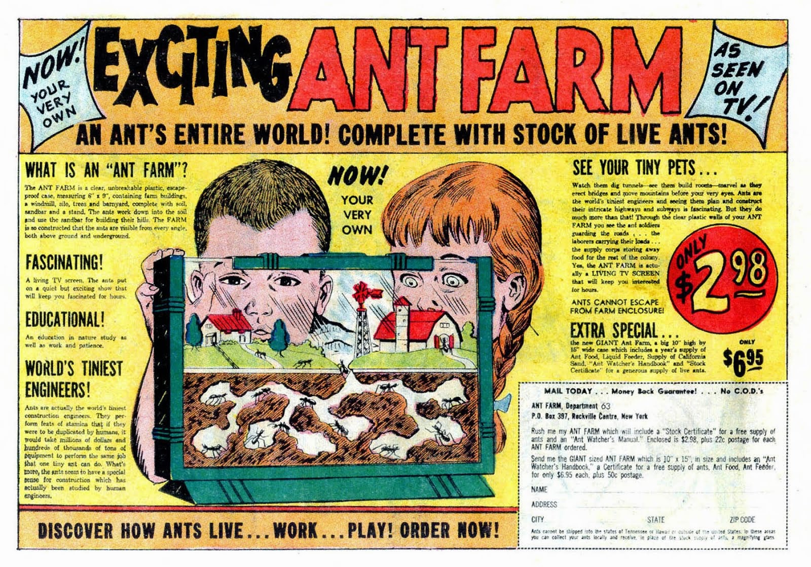 Exciting Ant Farm!