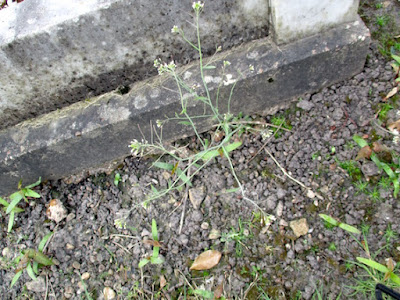 Arabidopsis