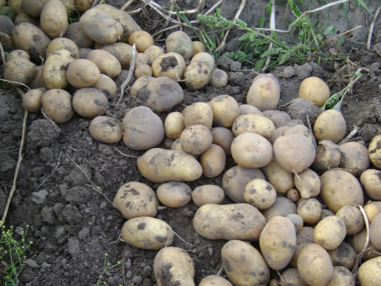 картофельная золотистая нематодочка. картофель семенной каратоп. картофель каратоп семена. картофель каратоп. картофель каратоп семена.