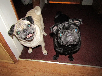 Pugs smiling Canon SX410 IS Camera www.sewplus.blogspot.com