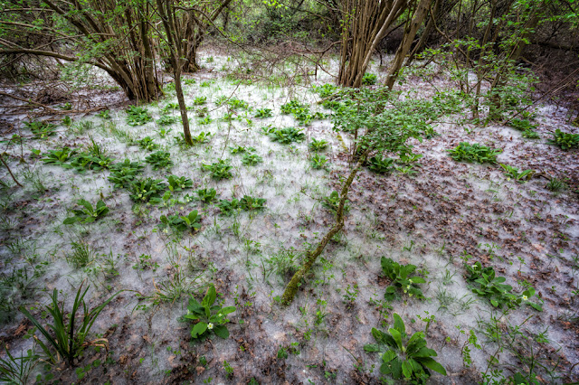 Brampton Wood covered in white seeds in the spring