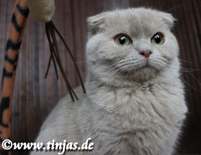 Cattery Tinjas Scottish Fold Katzenbabys fawn Kitten Scottish Fold fawn