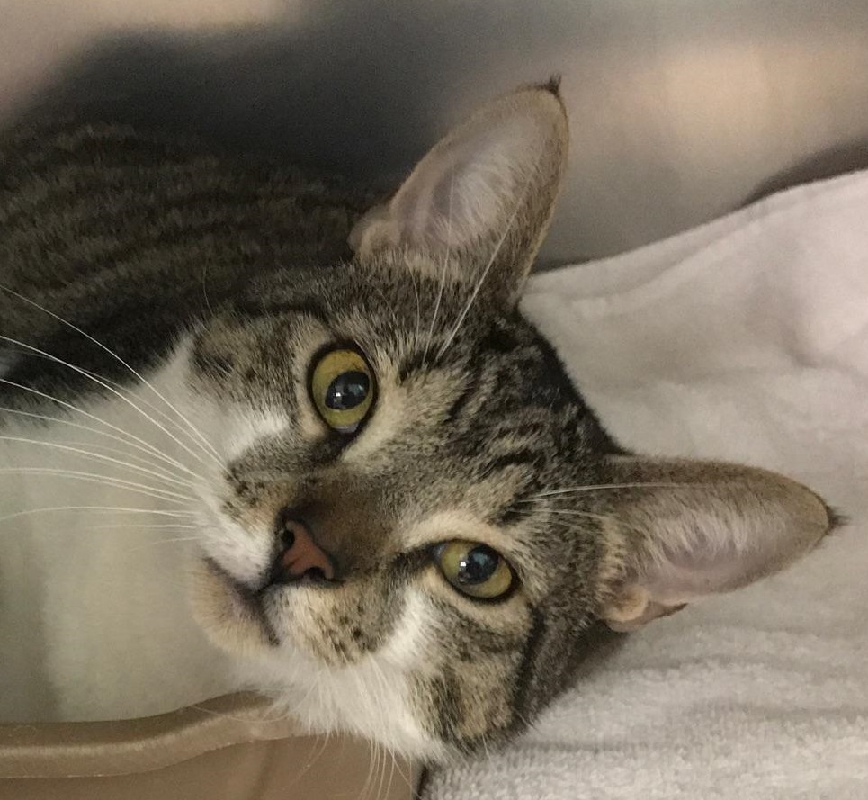 Cape May County Animal Shelter & Adoption Center at PetSmart in Rio