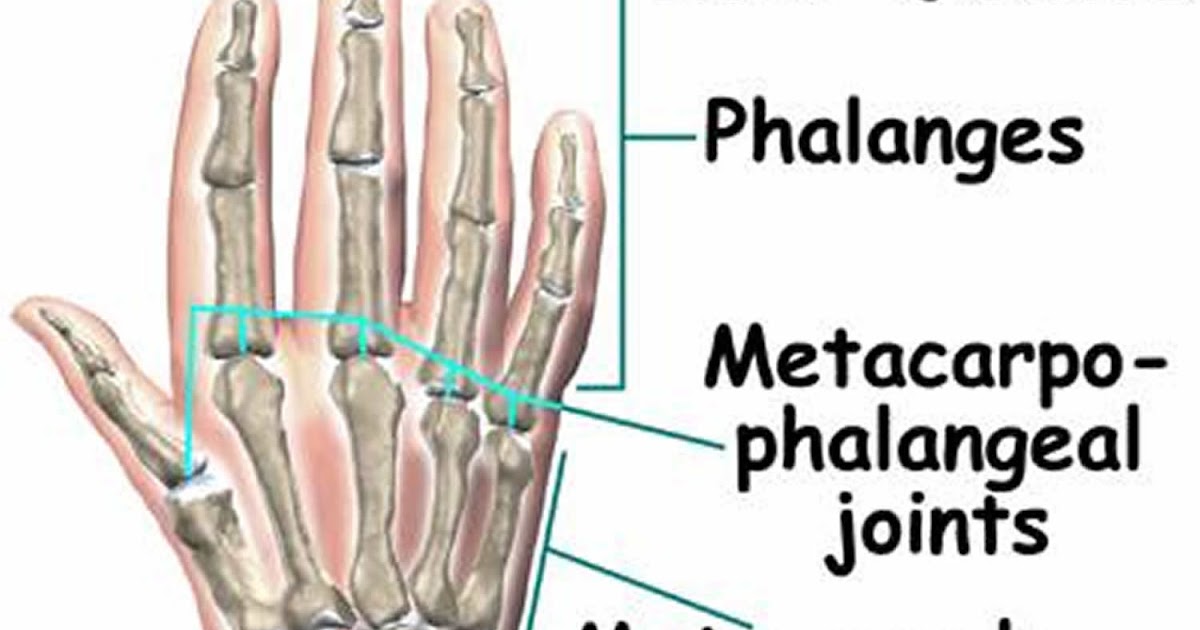 Metacarpophalangeal joint Medically