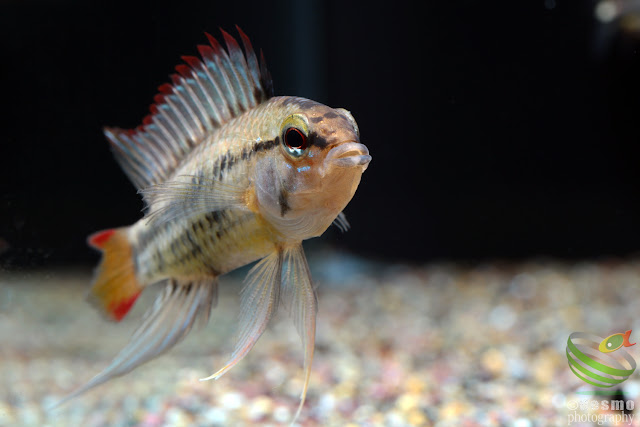 Apistogramma viejita