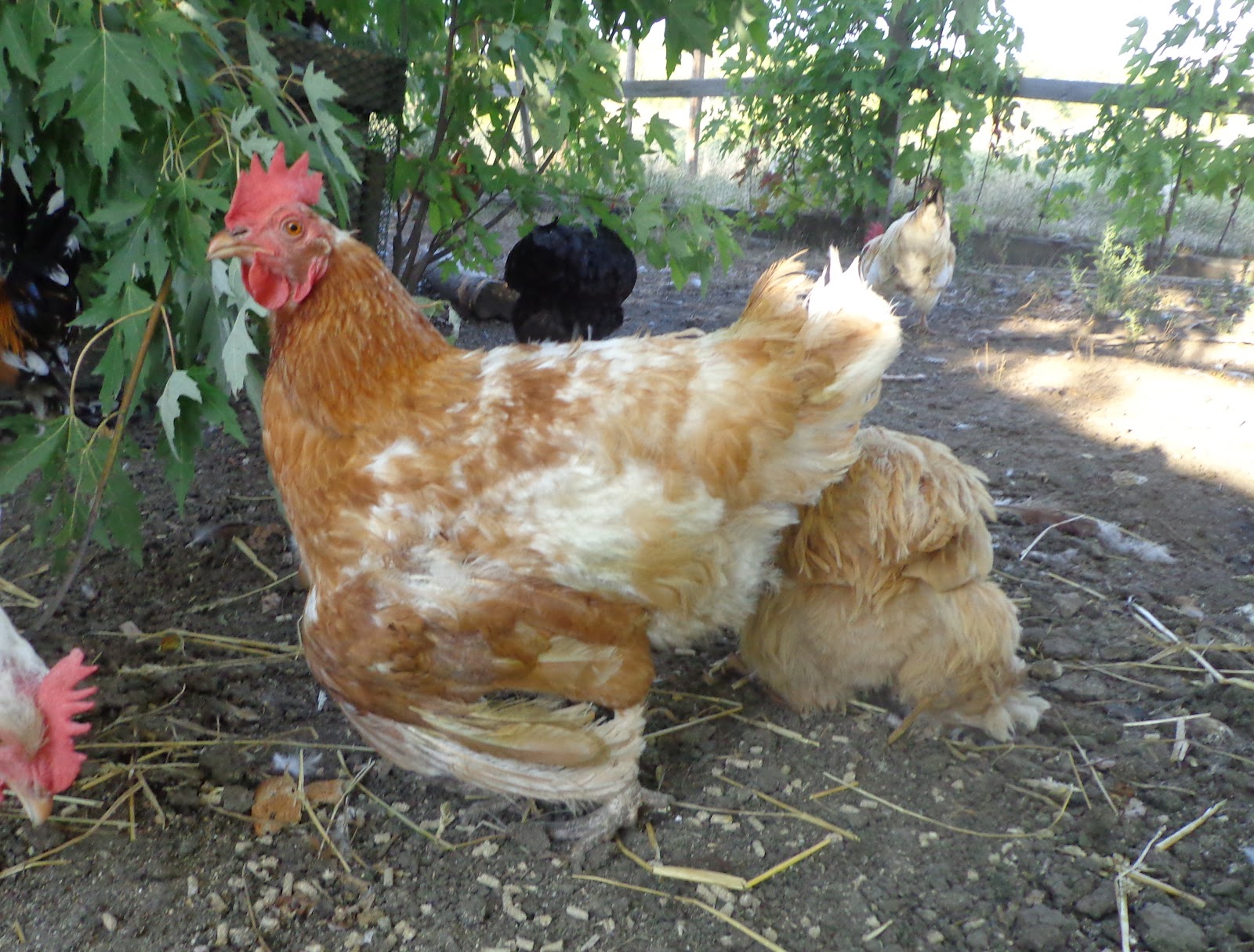 Calamity Acres Hobby Farm A Bird with a Broken Wing