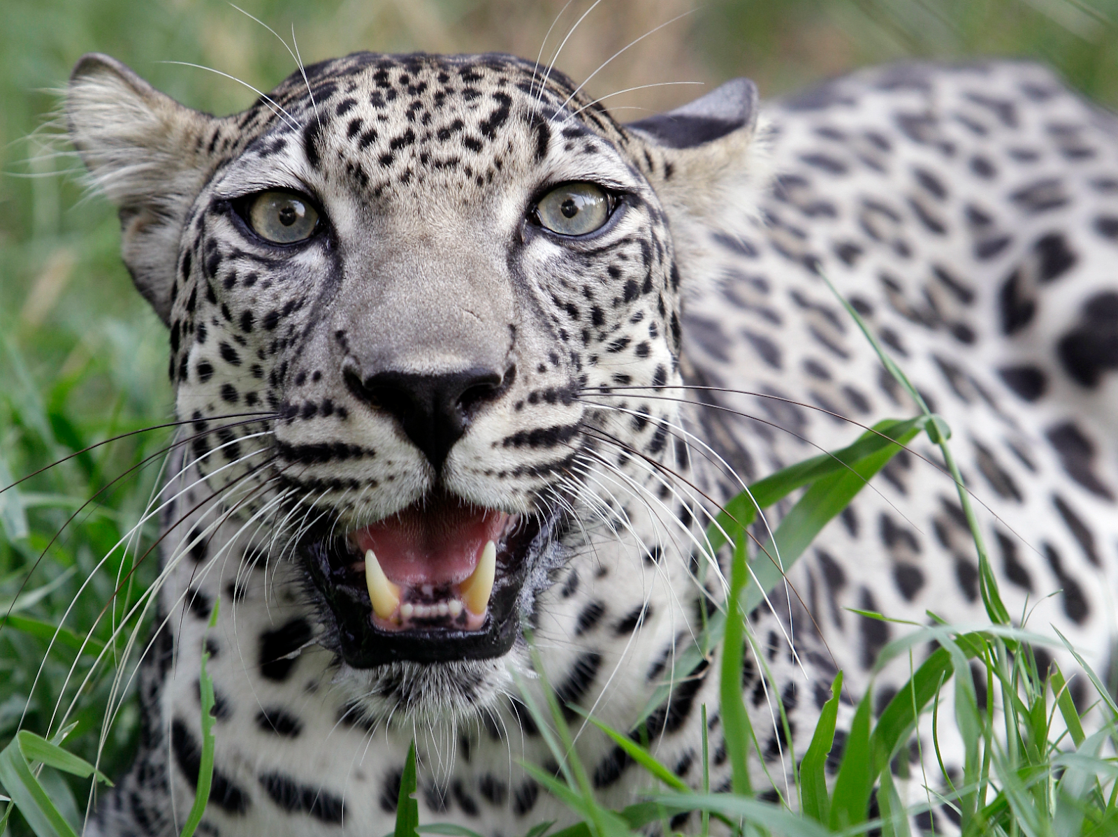 Resultado de imagen para leopardo de arabia