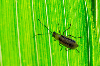 western corn rootworm adult