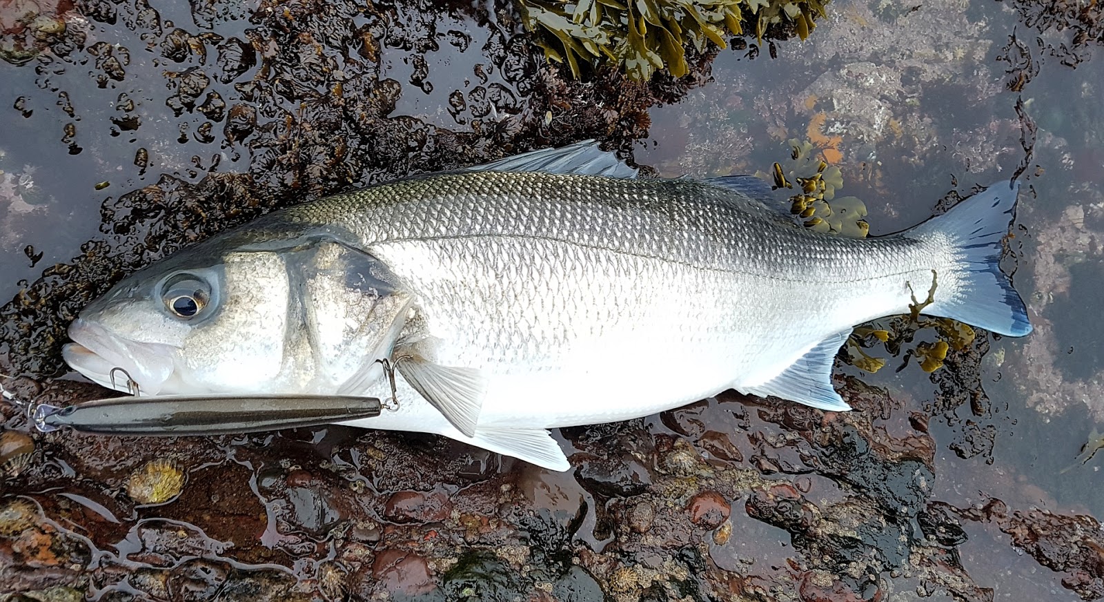 Sea Bass Hunting Sea Bass season 2017 open !!! 20.02.2017