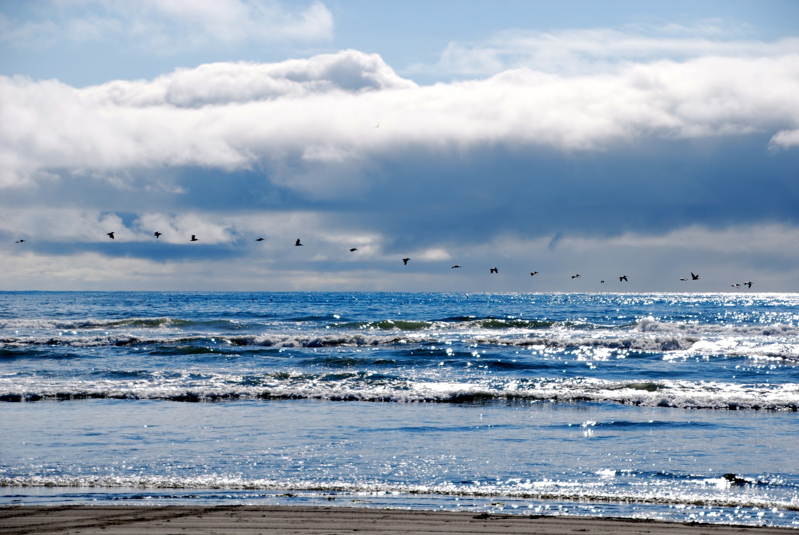 Wanderlust Traveler Ocean Shores, Washington