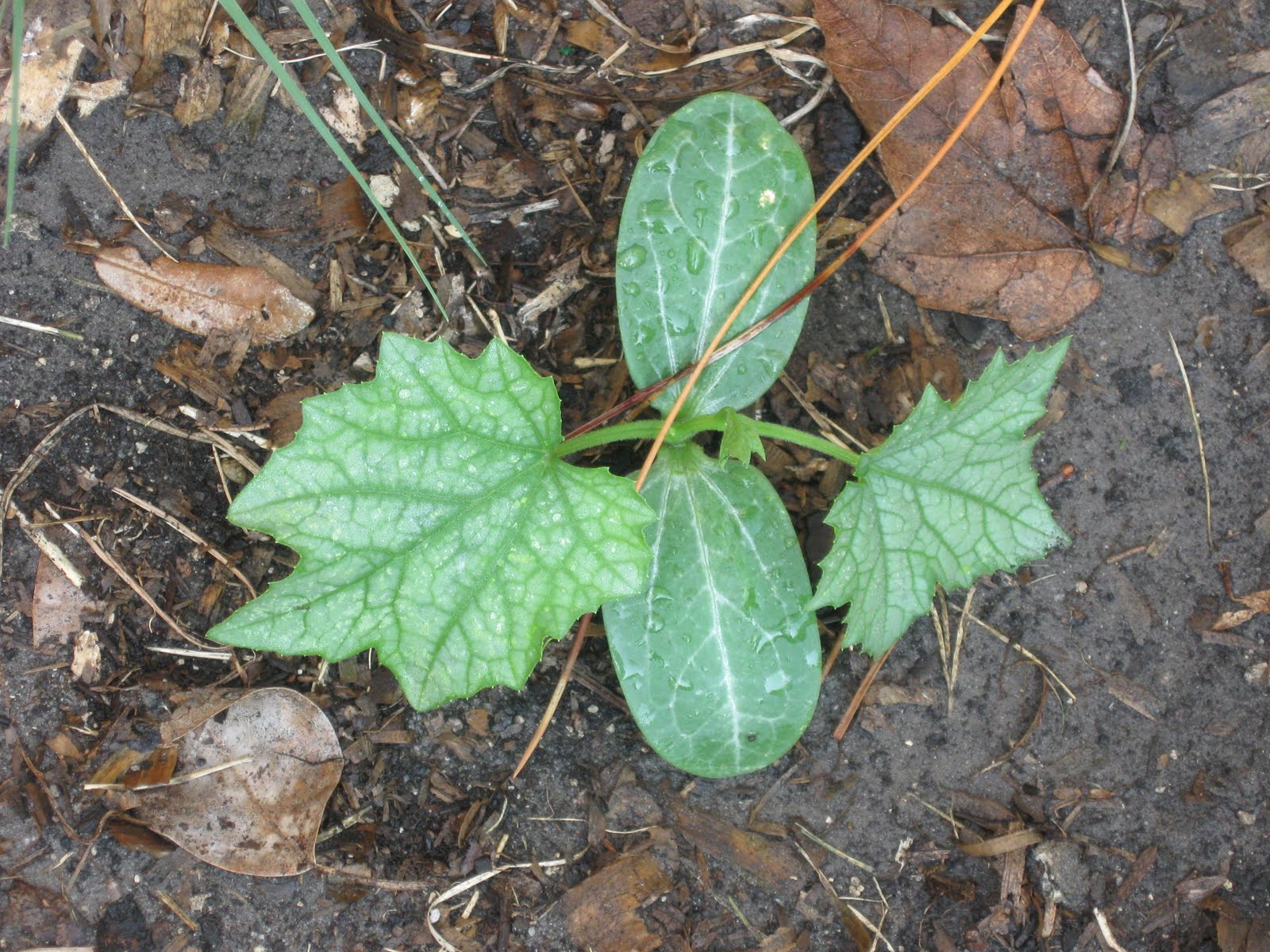 Growing Food in Florida Grow luffa in your home garden