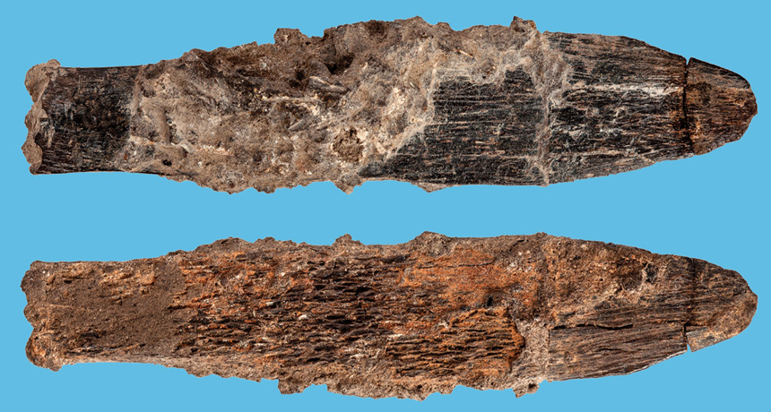 Cuchillo de hueso de 90.000 años recuperado en la cueva de Dar es-Soltan (Marruecos). Foto: TRUSTEES OF THE NATURAL HISTORY MUSEUM, LONDON (2018), S. BELLO AND MOHAMMED KAMAL (FOTOKAM, MOROCCO) Cuchillo de hueso de 90.000 años recuperado en la cueva de Dar es-Soltan (Marruecos). Foto: TRUSTEES OF THE NATURAL HISTORY MUSEUM, LONDON (2018), S. BELLO AND MOHAMMED KAMAL (FOTOKAM, MOROCCO)