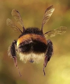 Bumblebee Bum