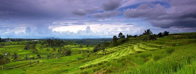 Panorama of rice terrace in Jatiluwih - Tabanan, Bali, Indonesia