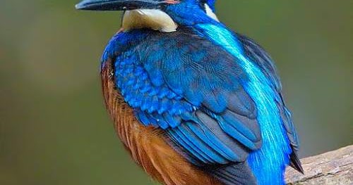 Birds Of India Bird World Blue Eared Kingfisher
