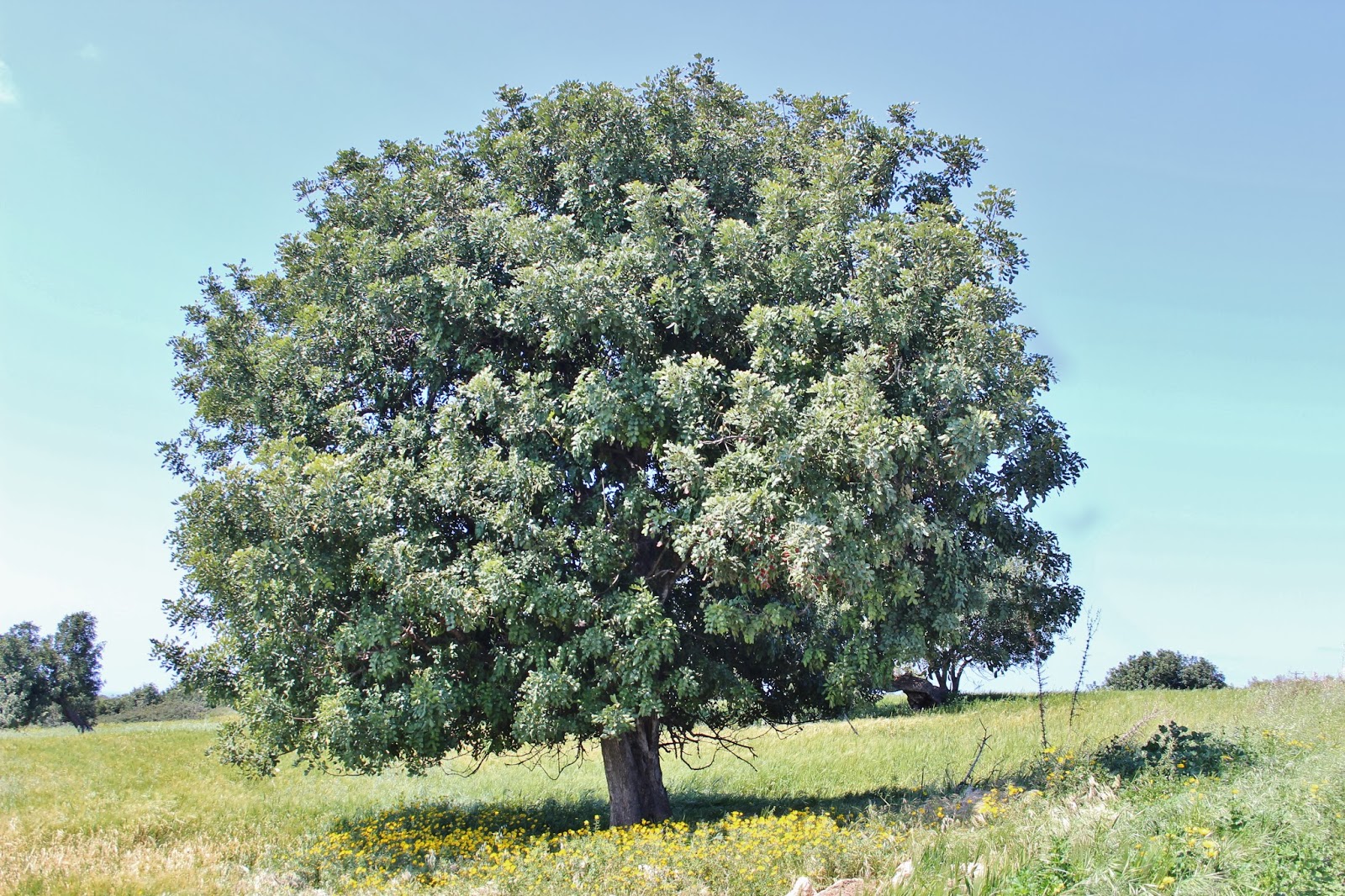 Biodiversity of Cyprus by NGO Protection of the Natural Heritage and
