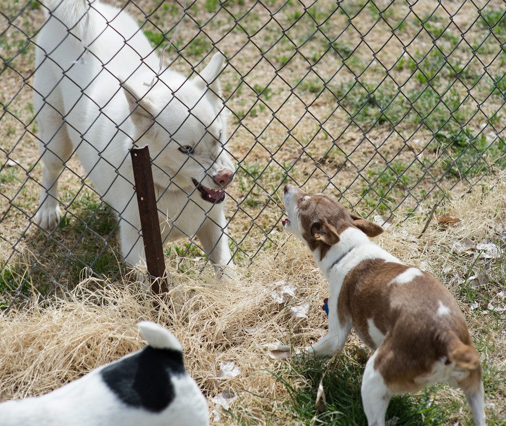 Prevent your Dog's Resource Guarding Behaviour Australian Dog Lover